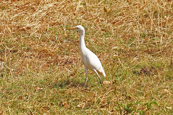 Cattle Egret